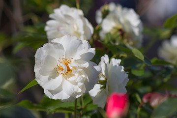 Flower.
