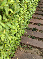 Stone path in the garden