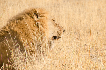 Lions