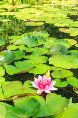 Beautiful Pink Waterlily,aquatic plants grow in the pond