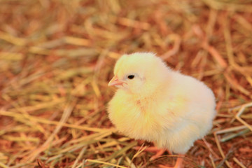 左向きのひよこ