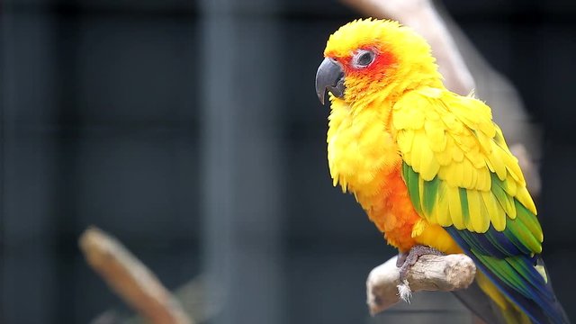 Close Up Cute Sun Conure Parrot Bird