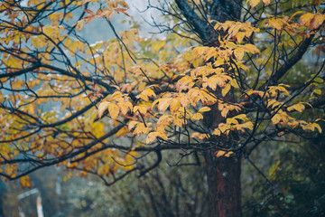 Яркие осенние листья на ветках в утреннем туманном лесу