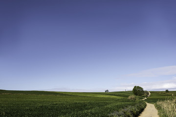 Camino entre campos