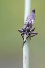 Robbber fly, Tolmerus atricapillus