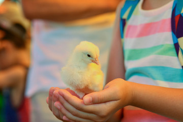 手の中のひよこ右向き © mamoh