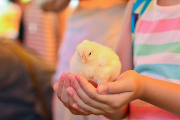 手の中のひよこ正面 © mamoh