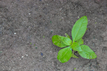 Young plant on the land