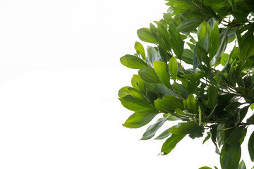 Ivy green with leaf on isolate white background