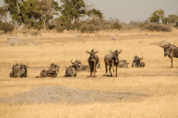 Fototapeta na wymiar wildebeests