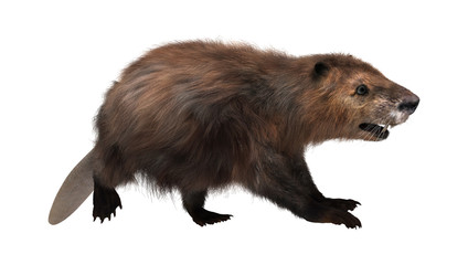 3D Rendering Beaver on White