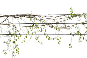 Ivy green with leaf on isolate white background