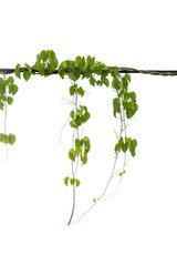 Ivy green with leaf on isolate white background