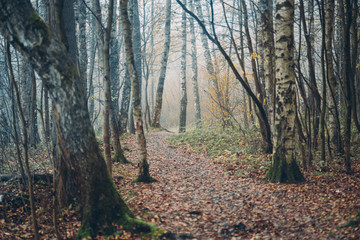 Дорожка в утреннем осеннем лесу среди берез