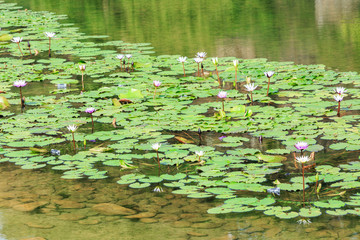 Green aquatic plant water lily leaves growing in a pond