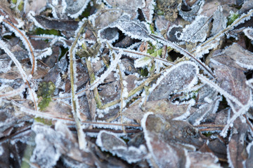 Frost on foliage and grass
