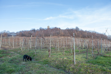 Frost on the wineyard of Gattinara in the winter in Pidemont