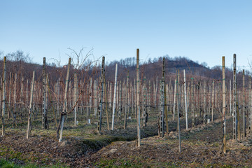 Frost on the wineyard of Gattinara in the winter in Pidemont