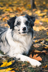 A Border Collie dog outdoors in the autumn park.