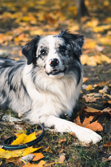 A Border Collie dog outdoors in the autumn park.
