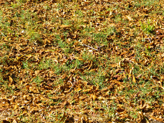 Background with dry leaves. Autumn, fall
