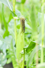 corn plant in the vegetable garden