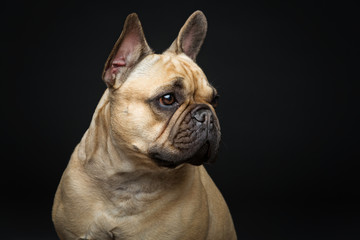 Beautiful french bulldog dog