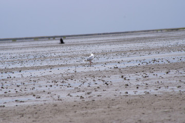 Nordsee bei Cuxhaven