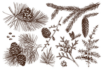 Fototapeta premium Kolekcja wektor drzew iglastych ilustracji. Zestaw szkiców wiecznie zielonych roślin - jodła, sosna, świerk, modrzew, jałowiec, cedr, cyprys. Boże Narodzenie elementy dekoracji.