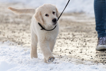 Golden Retriever puppy walking on the leash © Marco Rimola