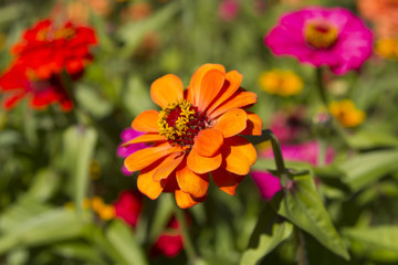 Beautiful autumn flower
