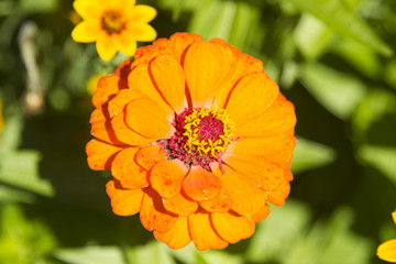 Beautiful autumn flower