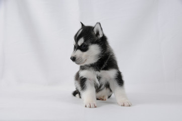 Husky Welpe mit schwarz weißem Fell