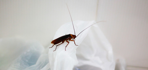 A cockroach on plastic in toilet