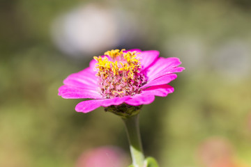 Obraz premium Beautiful autumn flower