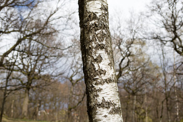 Fototapeta premium Birch trees