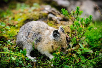  American Pika (Ochotona princeps)