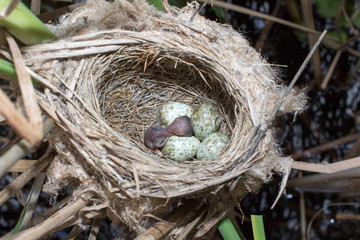 Paddyfield Warbler (Acrocephalus agricola).