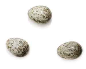 Paddyfield Warbler (Acrocephalus agricola).