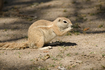 Squirrel in Etosha park