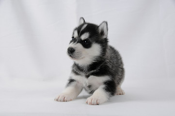 Husky Welpe mit schwarz weißem Fell