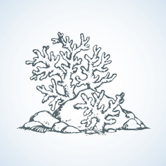 Corals of stones. Vector drawing