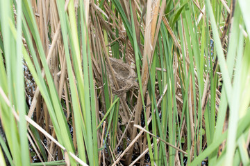 Paddyfield Warbler (Acrocephalus agricola).