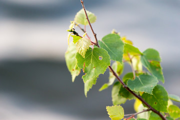 Leaves on the tree