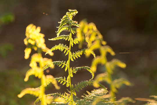 Smooth summer evening sunlight trough plants, grass, oak leaves, weed. Midsummer in Sweden