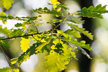 Smooth summer evening sunlight trough plants, grass, oak leaves, weed. Midsummer in Sweden