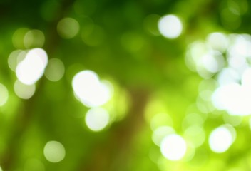 Bokeh color tone moss, Abstract natural  background. 