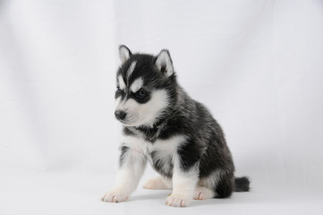 Husky Welpe mit schwarz wei&szlig;em Fell