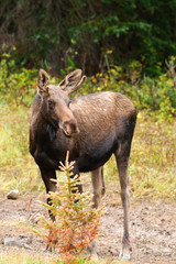 Wild Moose