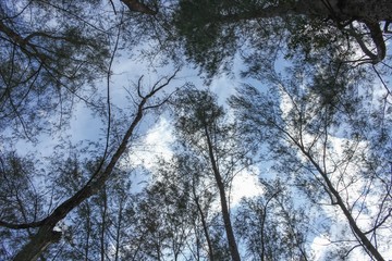 forest tree, pine under sky, Image Low Key tree. 